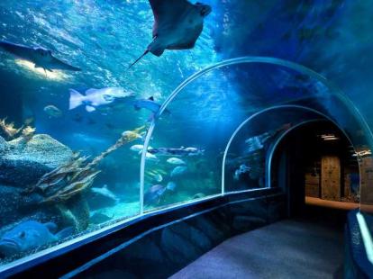 Sea Life
